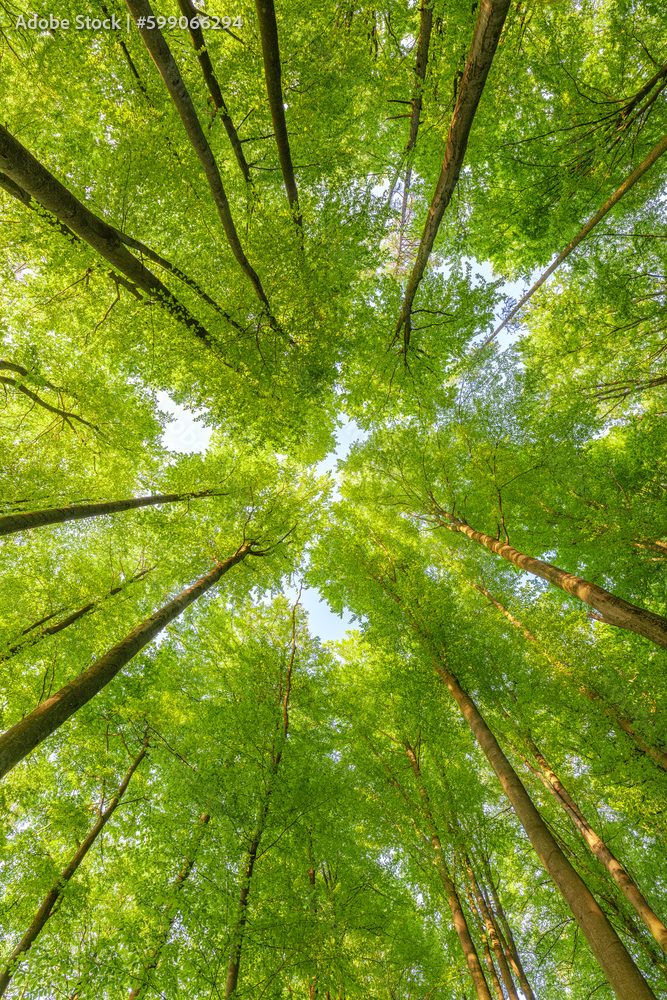Springtime forest with setting sun shining through leaves and branches. Nature, forestry, habitat, environment and sustainability concepts